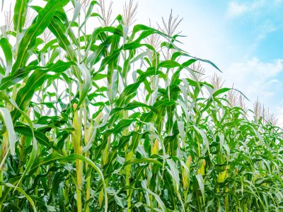 Milho - Foto: Shutterstock