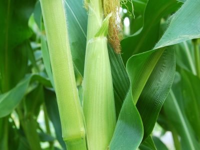 Milho- Crédito: Shutterstock