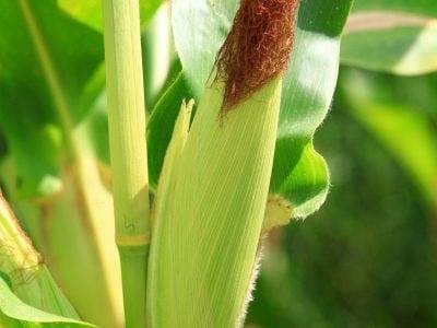 Plantação de milho _  Foto Shutterstock