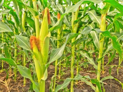 Milho - Crédito: Shutterstock