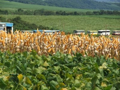 Safra recorde de grãos deve chegar a 240,7 milhões de toneladas