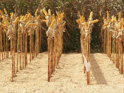 O novo milho de baixa estatura produz mais?