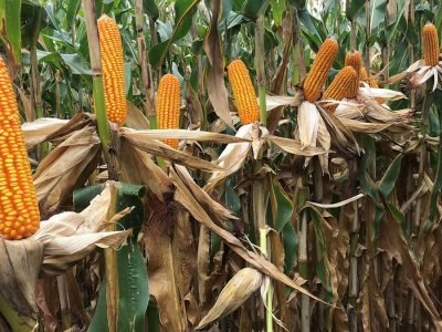 Milho - Foto: Divulgação