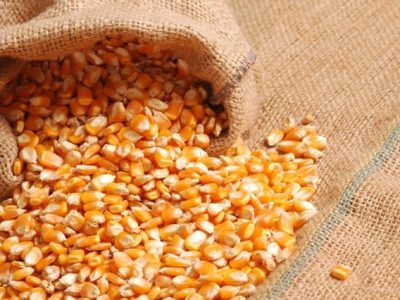 Crédito Fernando Gomes