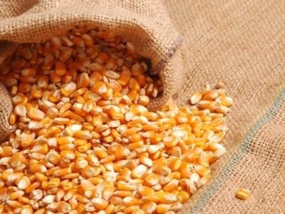 Crédito Fernando Gomes