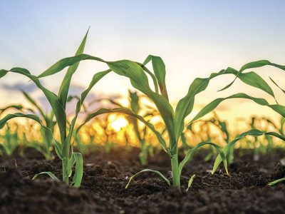 Milho - Foto: Shutterstock