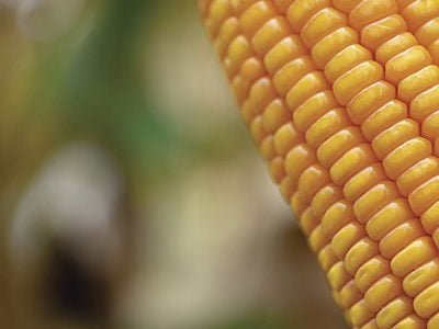 Milho - Foto: Shutterstock