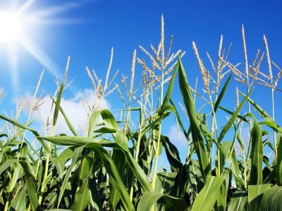 Milho- Crédito: Shutterstock