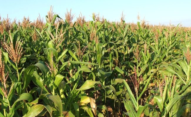 A Cigarrinha do milho afetam a produtividade?