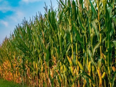 Milho - Foto: Divulgação