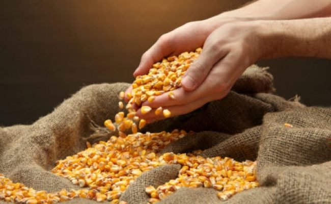Lavoura com produtividade do milho acima de 360 sacas por hectare durante colheita no GETAP Verão 2026 no Sul do Brasil.