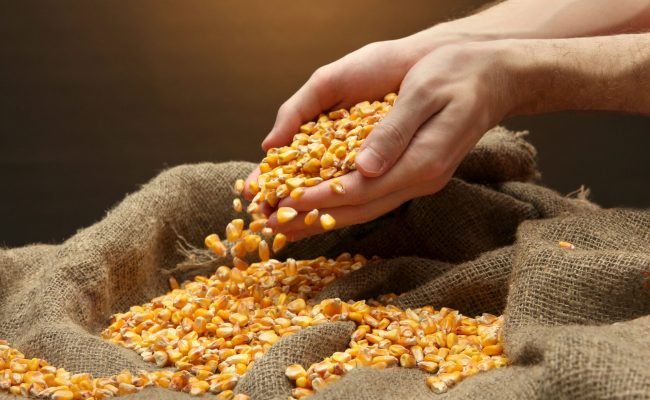 Lavoura com produtividade do milho acima de 360 sacas por hectare durante colheita no GETAP Verão 2026 no Sul do Brasil.