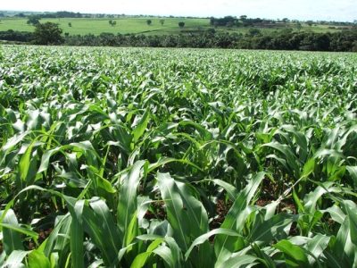 Crédito Ana Maria Diniz