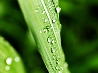 Milho - Crédito: Shutterstock