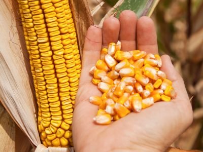 Milho_Crédito: Shutterstock