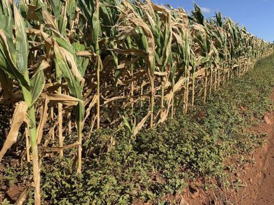 Milho - Foto: Divulgação