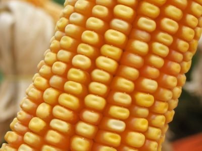 A escolha do ciclo do híbrido de milho