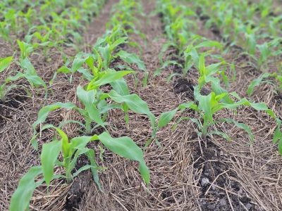 crédito José de Freitas