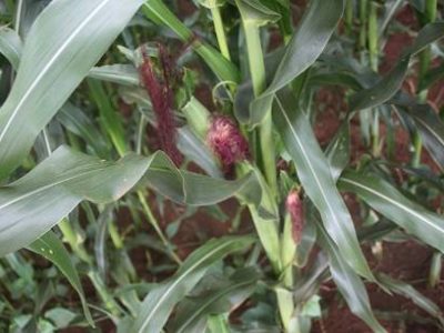 Milho-Credito-Adrielle-Teodoro-10