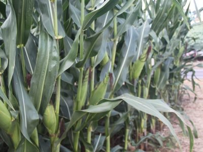 Milho-Crédito-Adrielle-Teodoro-6