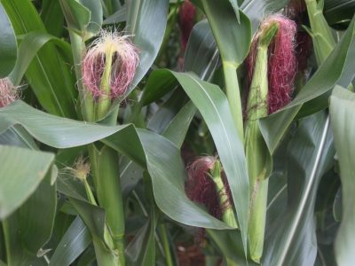 Milho-Crédito-Adrielle-Teodoro-8-1024x683