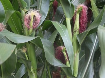 Milho-Crédito-Adrielle-Teodoro-8-1024x683