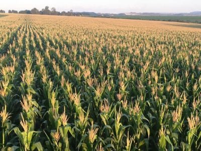 Milho-Crédito-Fabrício-Andrade-e-Vander-Neiton-Salomao-Junior-05-2020