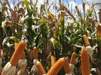 Milho - Crédito Miriam Lins