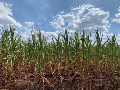 Milho Estiagem: Crédito: Paulo Pires Divulgação