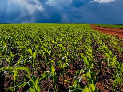 Soluções para nutrição e proteção são aliadas do produtor na safrinha do milho