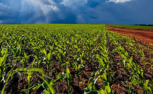 Soluções para nutrição e proteção são aliadas do produtor na safrinha do milho