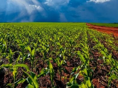 Soluções para nutrição e proteção são aliadas do produtor na safrinha do milho