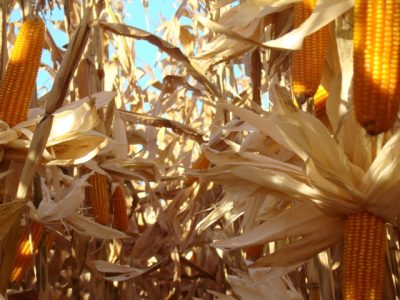 Milho_3