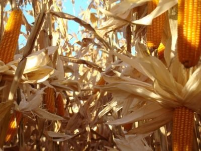 Milho_3