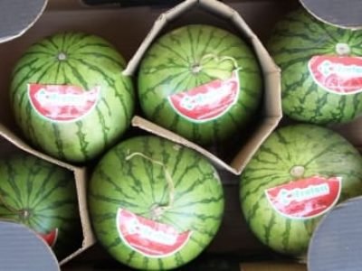 Mini melancia - Crédito Ana Maria Diniz