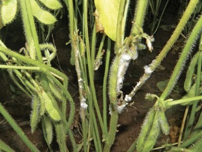 Mofo-branco - Crédito: Daniel Cassetari