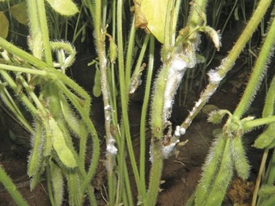 Mofo-branco - Crédito: Daniel Cassetari