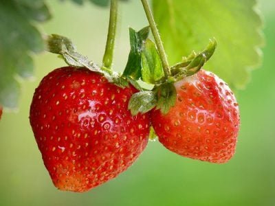 Morango - Foto: Shutterstock