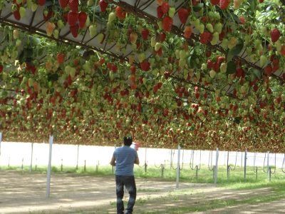 Morango - Crédito: Glaúcio Genúncio