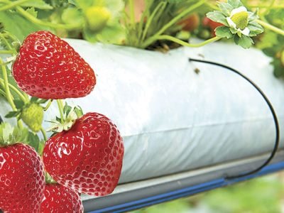 Morango - Foto: Shutterstock