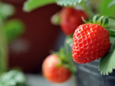 Morango - Crédito: Shutterstock