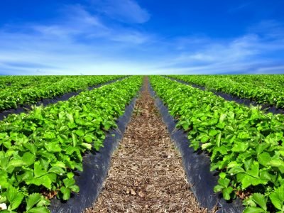 Morango-33-Crédito-Shutterstock-12-2019