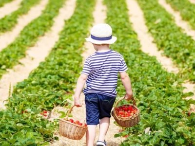 Morango-46-Crédito-shutterstock_377928037-01-2021