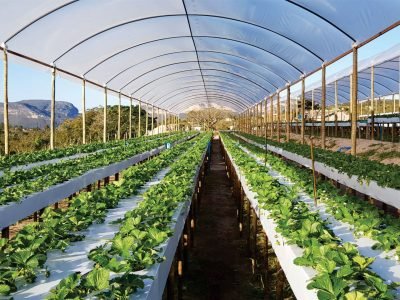 Morango - Crédito Gilberto da Frutas Almeida (9)