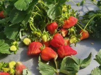 Morango-_-Crédito-Maxxi-Mudas-12