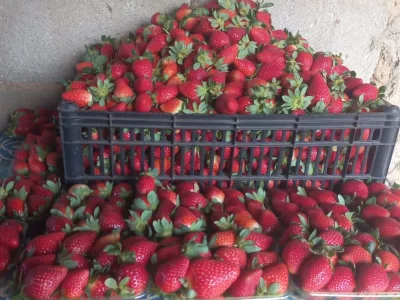 Morangos da propriedade de José Lucas