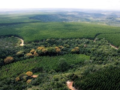 Mosaic-landscape-by-Gleison-Rezende