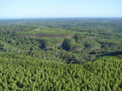 Mosaicos na área de influência da Bracell na Bahia (3m) (Telefone)
