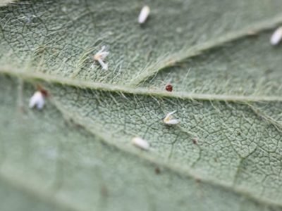 Mosca-branca - Crédito Luize Hess