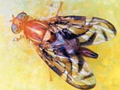 Mosca-das-frutas_maçã-_Telefone_
